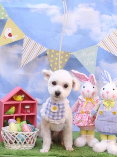 20240303フワリちゃん